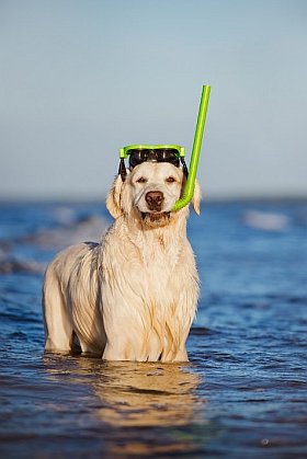 quelles activités pratiquer avec mon chien