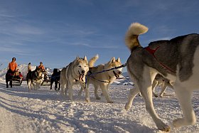 Balade en chiens de traineaux à l'Alpe d'Huez