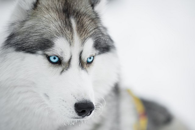 chien de traineau en vacances aux Deux Alpes