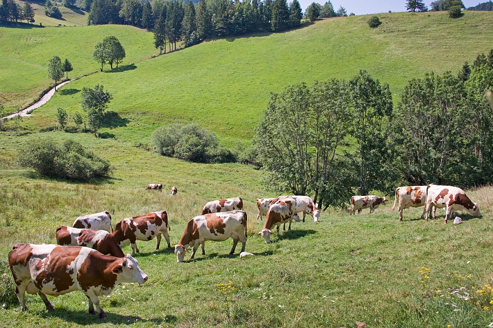 Les alpages autour d'un village alpin du Vercors