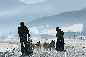 activité chien de traineaux dans le Vercors