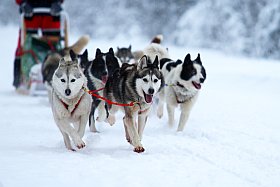 initiation aux chiens de traineaux dans le Vercors