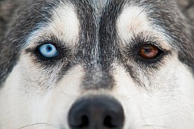 La rencontre avec les chiens de traineaux