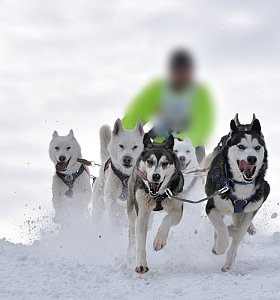tenter l'aventure en chien de traîneaux dans les Alpes