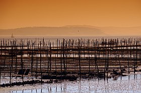 dégustation et gourmandise dans le Bassin d'Arcachon