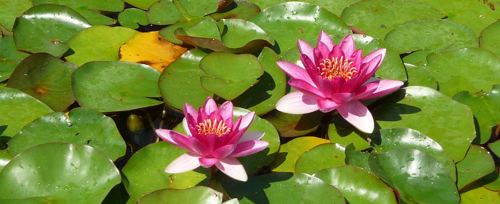 Nymphéas dans la villa Ephrussi de Rothschild, à Saint-Jean-Cap-Ferrat