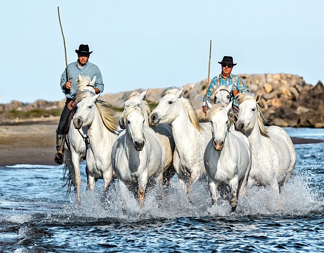 la Camargue, aux portes de la Provence