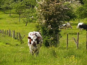 La fameuse vache normande