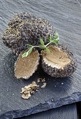 Truffe noire du Sud-Ouest