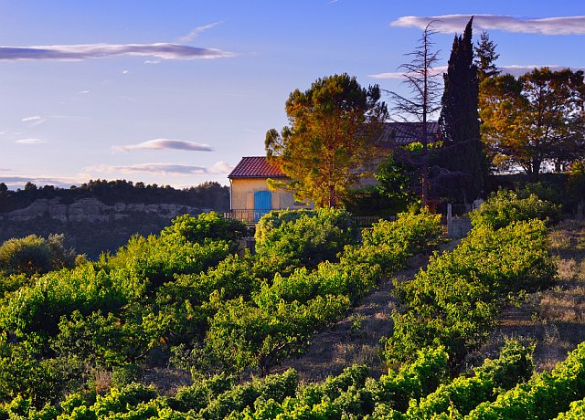 Vignes en Languedoc Roussillon