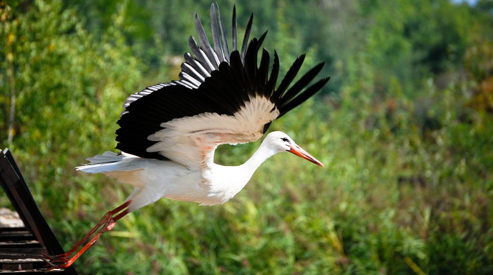 Destination location vacances en Alsace, au pays des cigognes