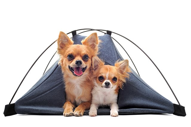 vacances en camping avec son chien