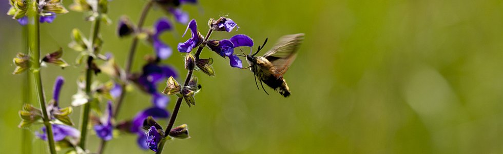 Champs de fleurs et papillons, la nature en France