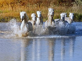 magnifique parc naturel régional de Camargue, site naturel de France