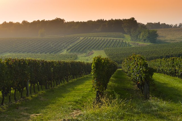 Coucher de soleil sur les vignes à Bordeaux