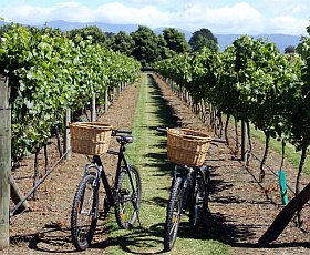 La route des vins à vélo en Alsace
